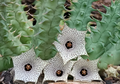 Huernia delicata 5 Seeds