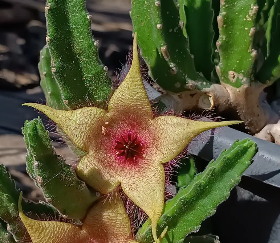 Stapelia Unicornis 7 Seeds