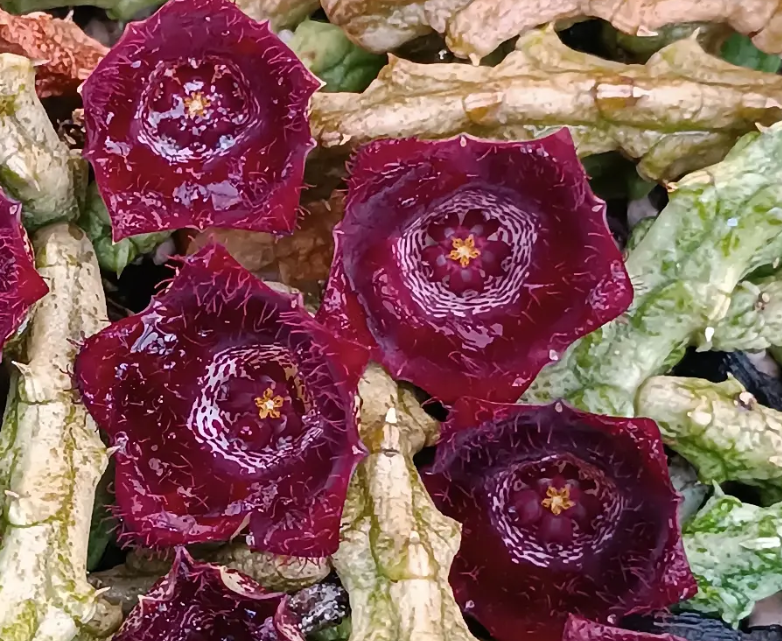 Stapelianthus hardyi 5 Seeds