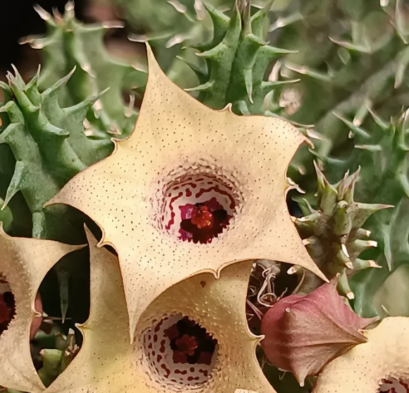 Huernia 'Charm' 5 Seeds