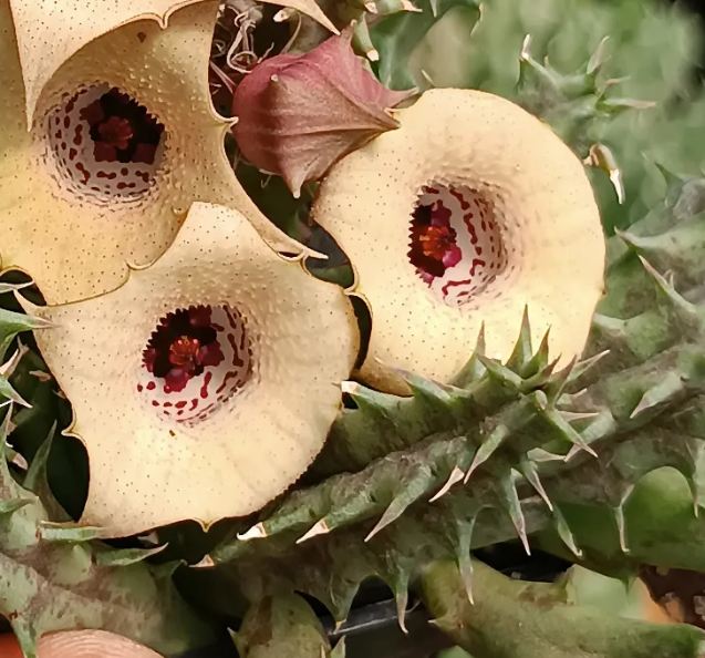 Huernia 'Charm' 5 Seeds