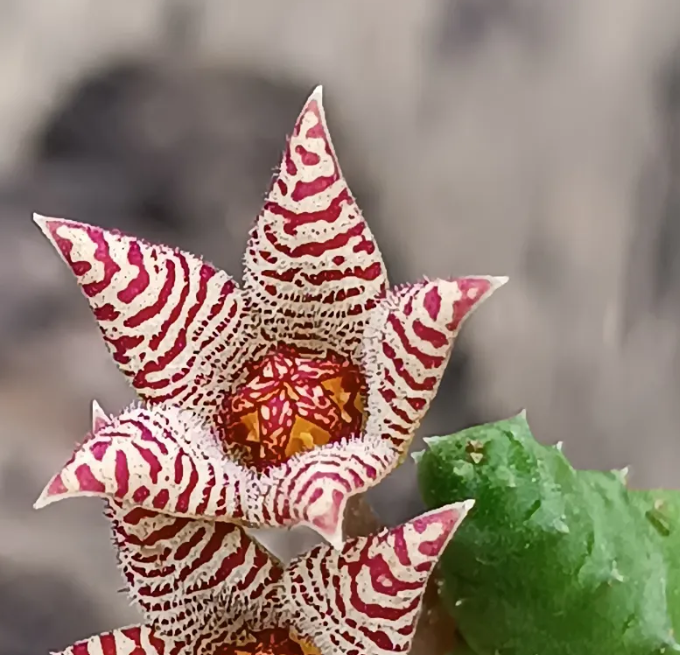 Piaranthus barrydalensis 5 Seeds