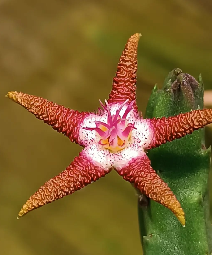 Stapelia flavopurpurea (brown) 6 Seeds