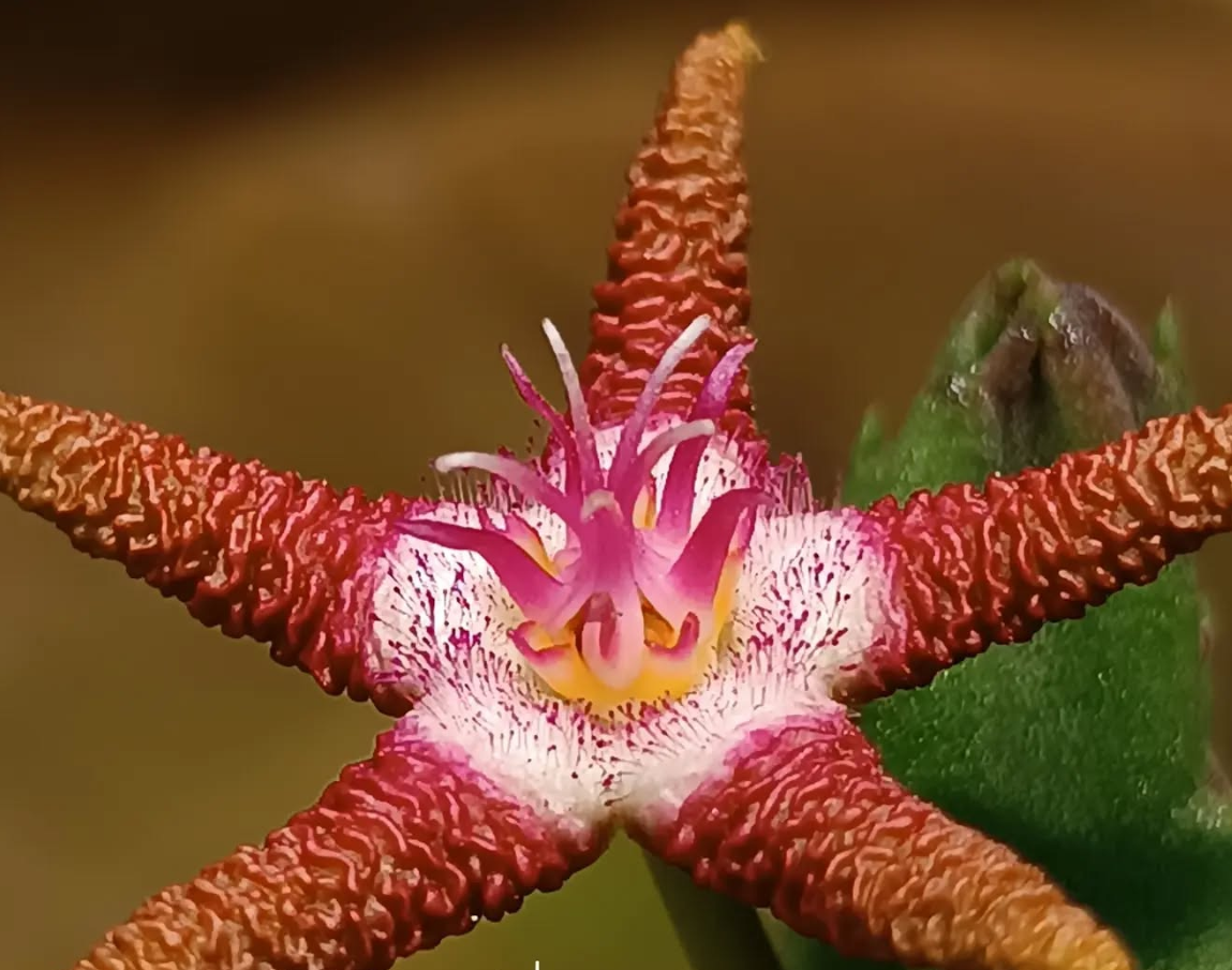 Stapelia flavopurpurea (brown) 6 Seeds