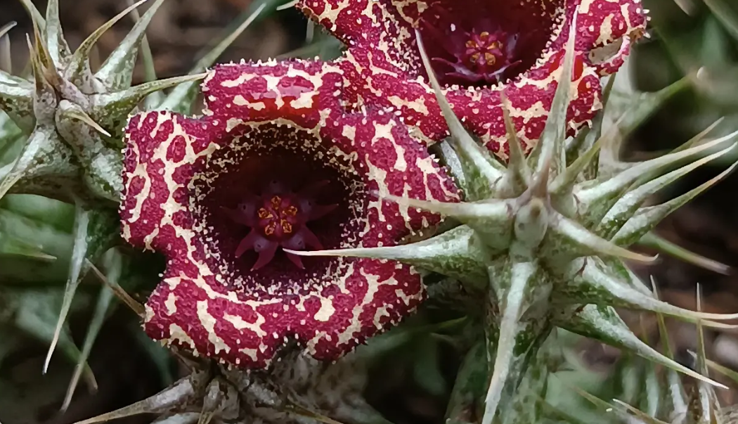 Stapelianthuernia 'Hardkerii' 5 Seeds