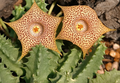 Huernia Hallii 5 Seeds