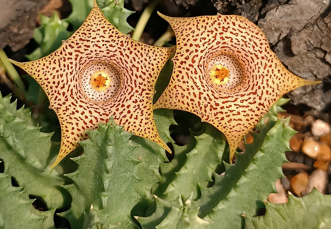 Huernia Hallii 5 Seeds