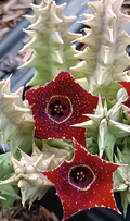 Huernia 'Osculis' 5 Seeds