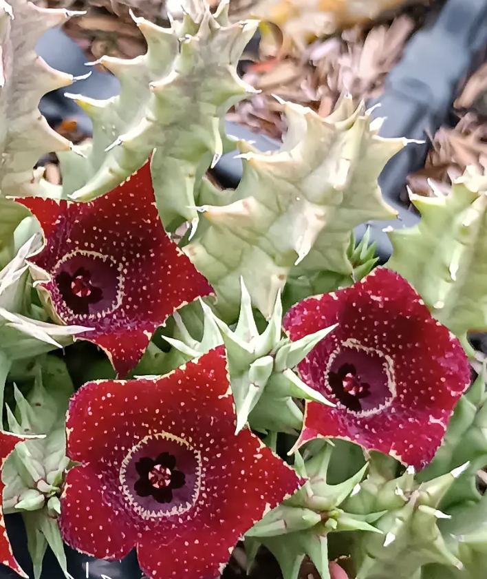 Huernia 'Osculis' 5 Seeds