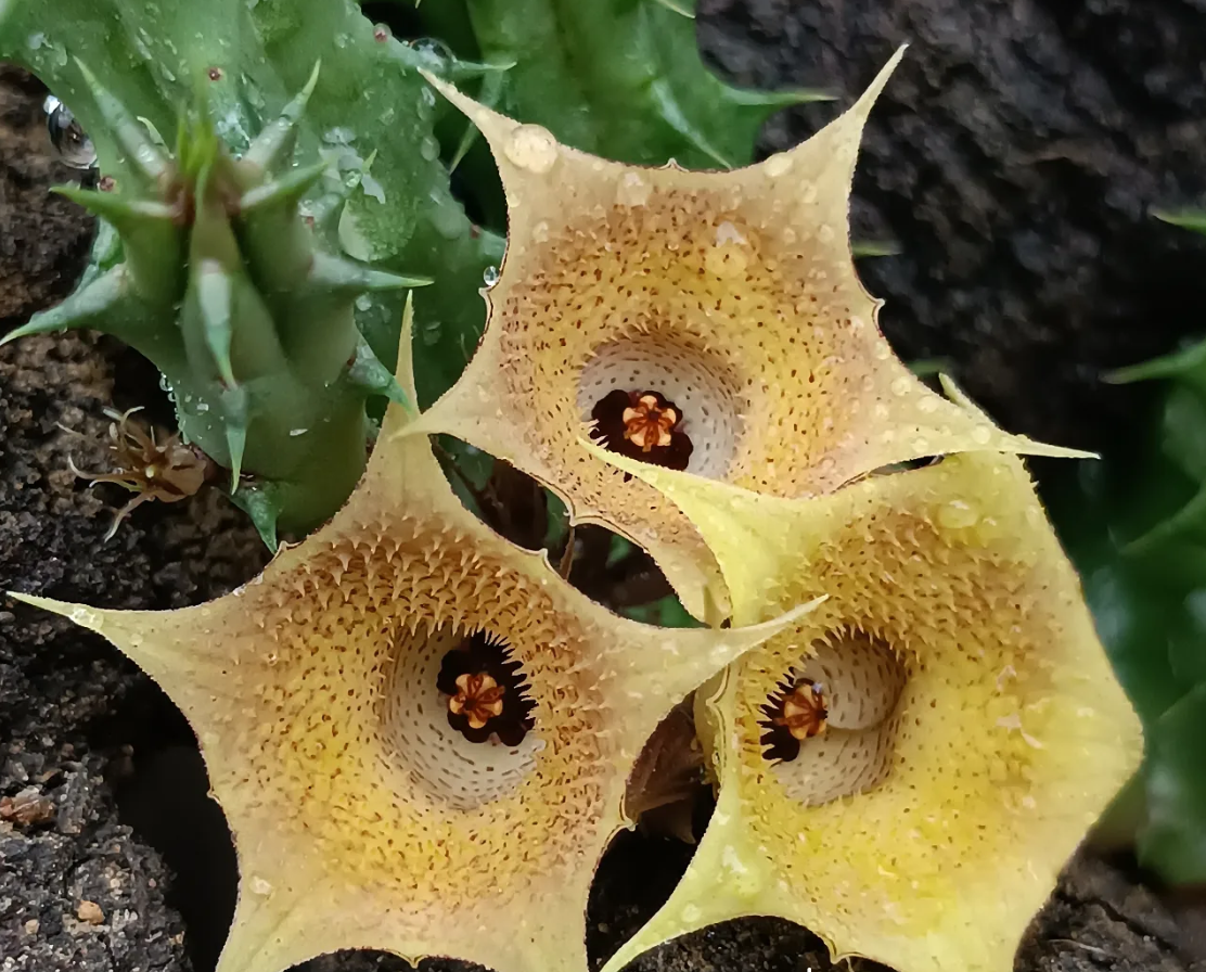 Huernia 'Sunset' 5 Seeds