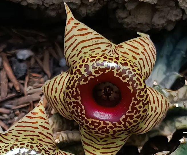 Huernia zebrina ssp. zebrina 5 Seeds