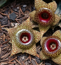 Huernia zebrina ssp. zebrina 5 Seeds