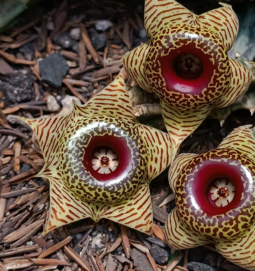 Huernia zebrina ssp. zebrina 5 Seeds