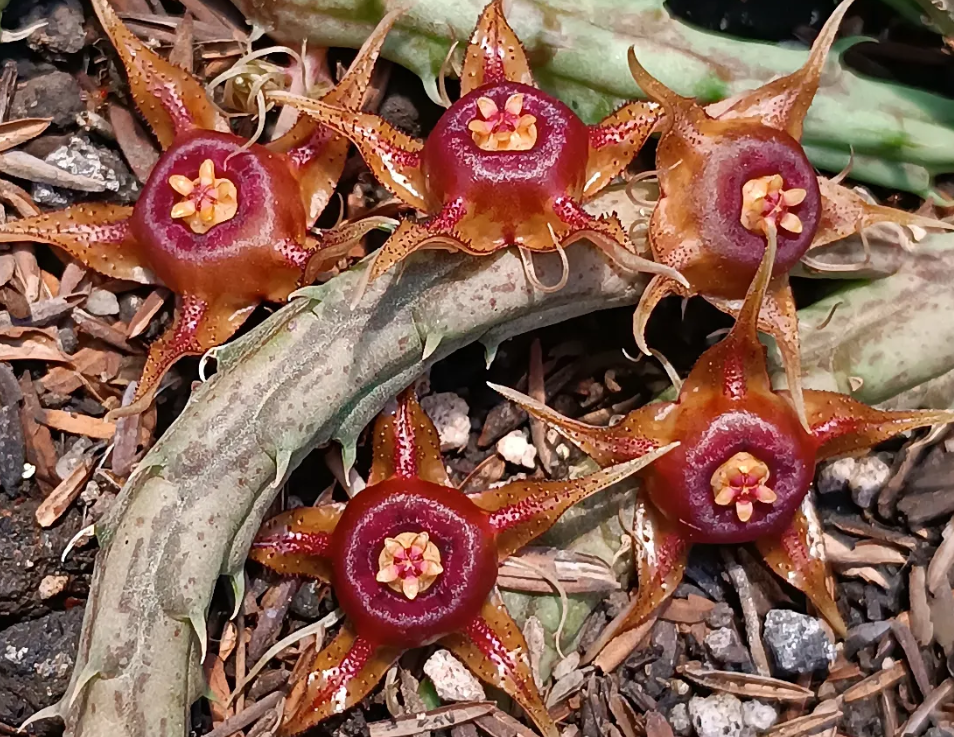Huernia andreaeana 5 Seeds