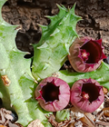 Huernia urceolata 5 Seeds