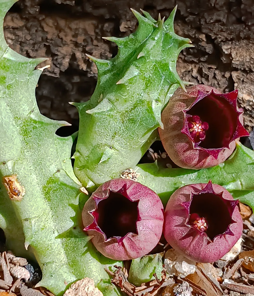 Huernia urceolata 5 Seeds