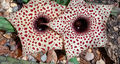 Huernia occulta 5 Seeds