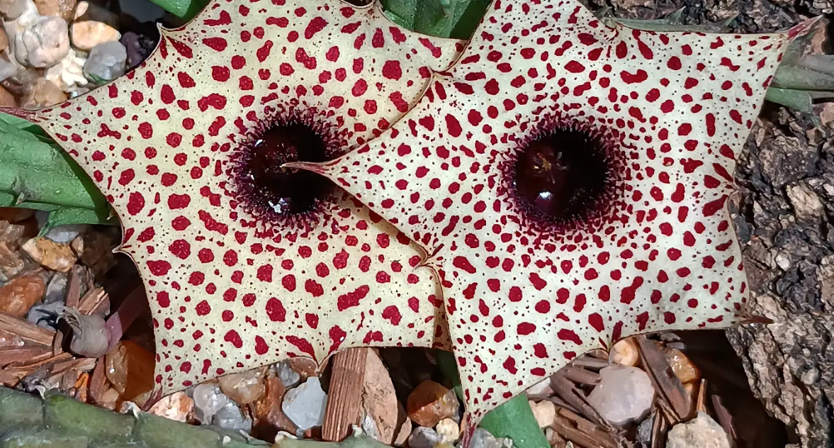 Huernia occulta 5 Seeds