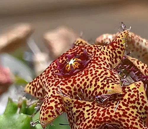 Caralluma hexagona x Caralluma crenulata 5 Seeds