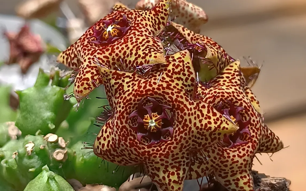 Caralluma hexagona x Caralluma crenulata 5 Seeds