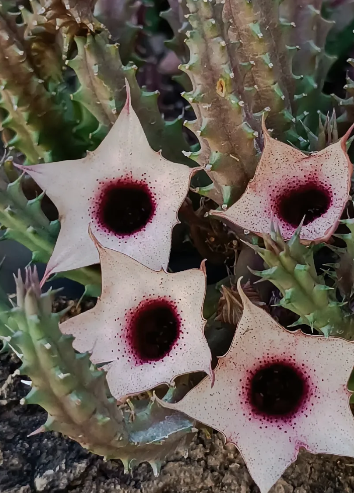 Huernia 'Blood moon' 5 Seeds