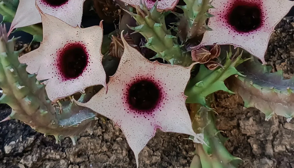 Huernia 'Blood moon' 5 Seeds