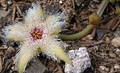 Stapelia glanduliflora 7 Seeds