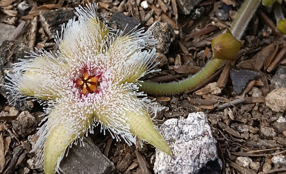 Stapelia glanduliflora 7 Seeds