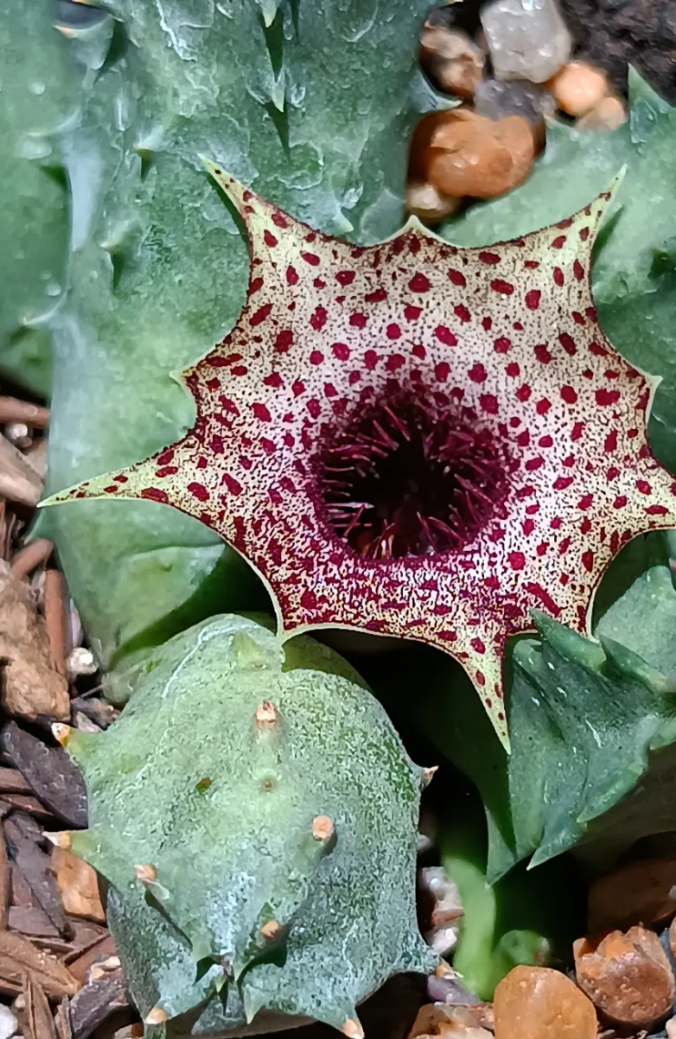 Huernia barbata ssp. barbata 5 Seeds