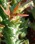 Orbea cucullata 6 Seeds