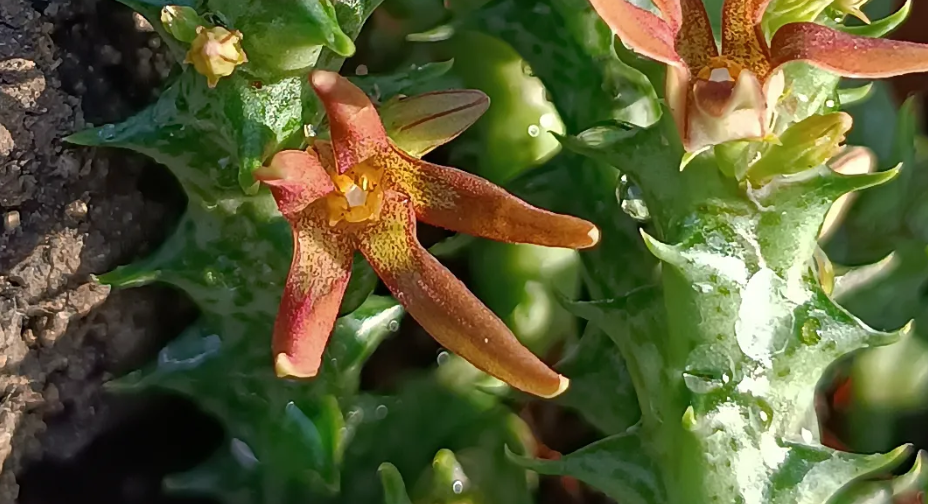 Orbea cucullata 6 Seeds