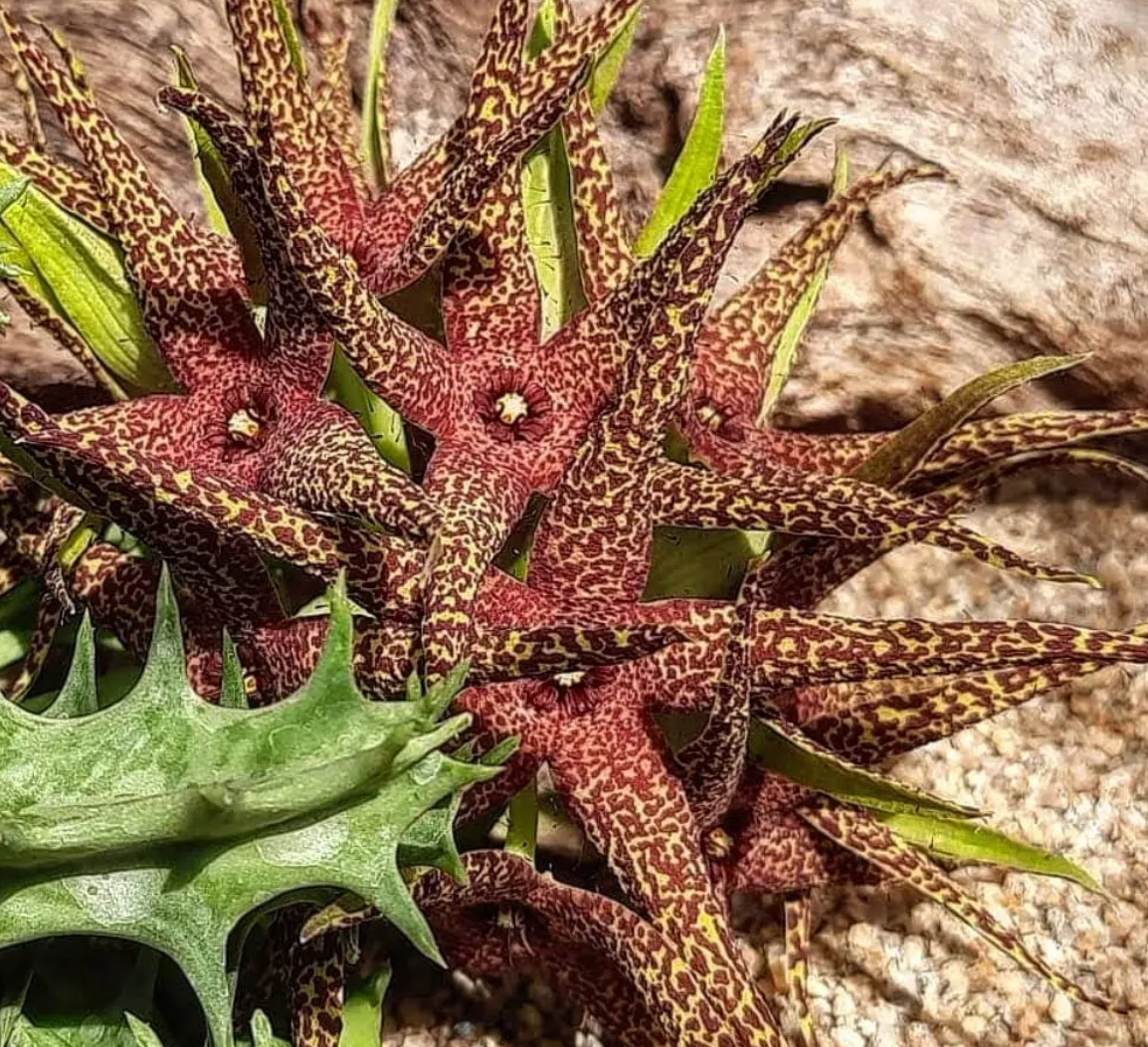 Orbea lutea ssp vaga (Yellow form ) 7 Seeds