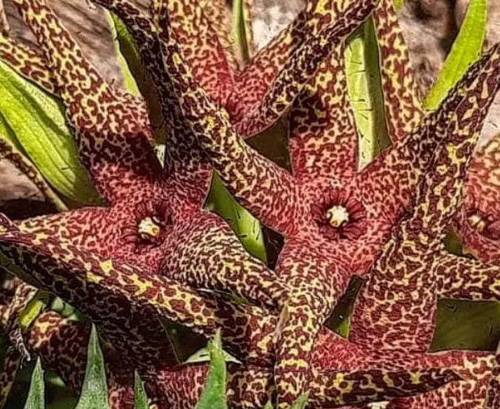 Orbea lutea ssp vaga (Yellow form ) 7 Seeds