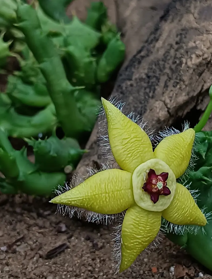 Orbea semota var lutea 7 Seeds