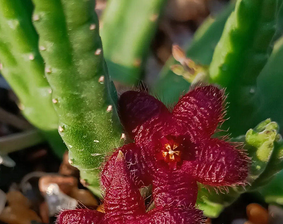 Stapelia paniculata ssp scitula 7 Seeds