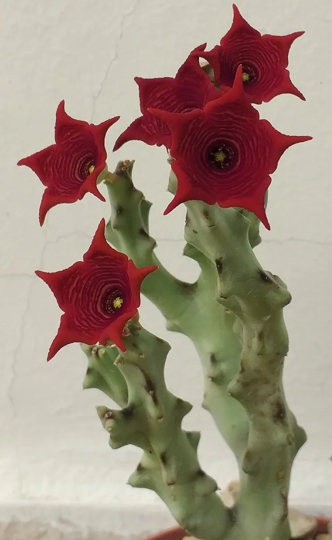 Caralluma socotrana 5 Seeds