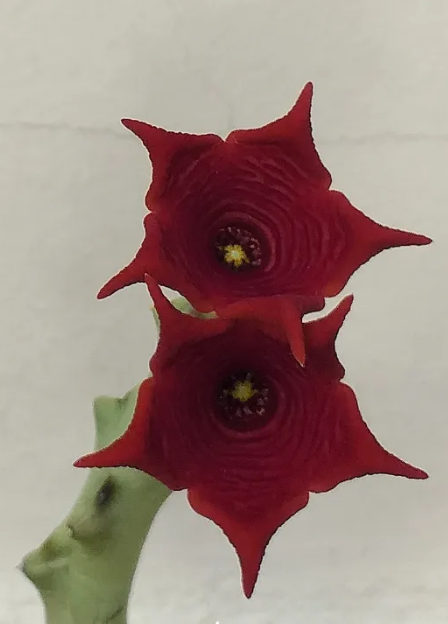 Caralluma socotrana 5 Seeds