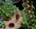Huernia thuretii 5 Seeds
