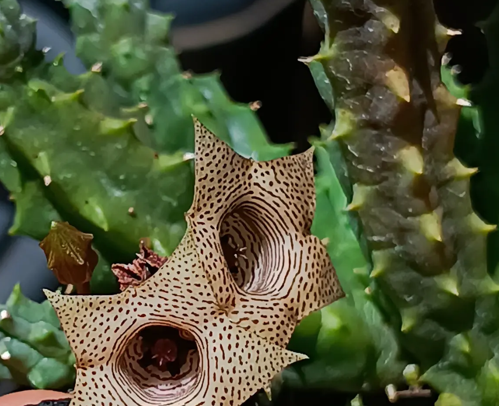 Huernia thuretii 5 Seeds