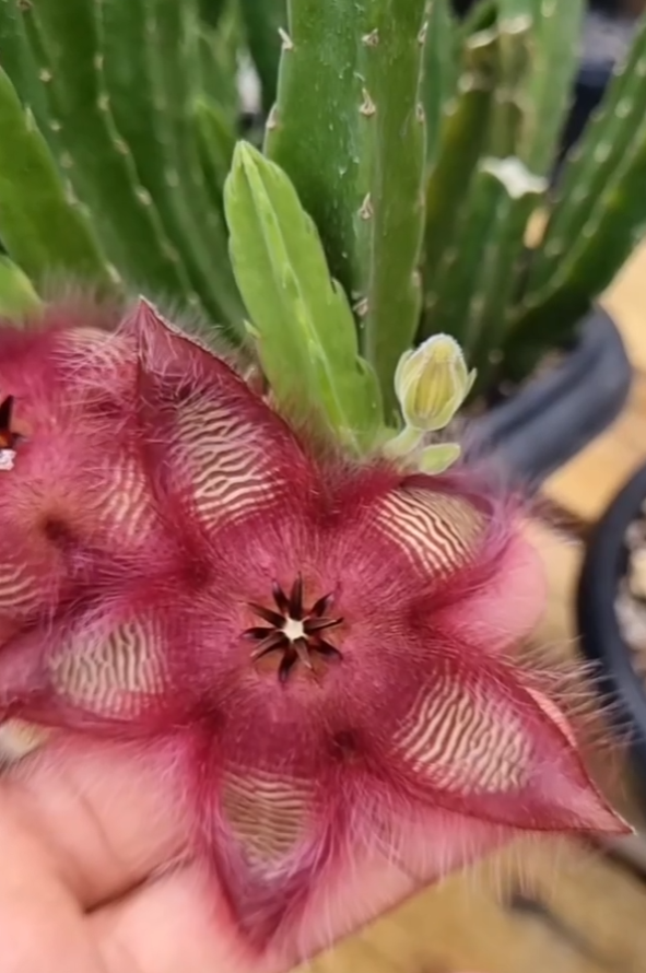 Stapelia hirsuta var. hirsuta Pink 7 Seeds