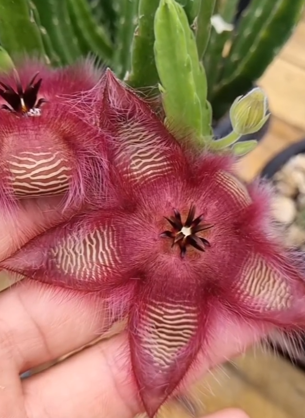 Stapelia hirsuta var. hirsuta Pink 7 Seeds