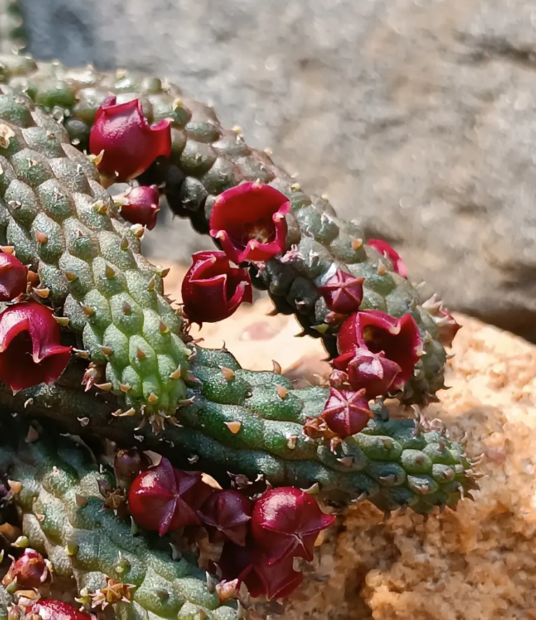 Echidnopsis archerii 5 Seeds