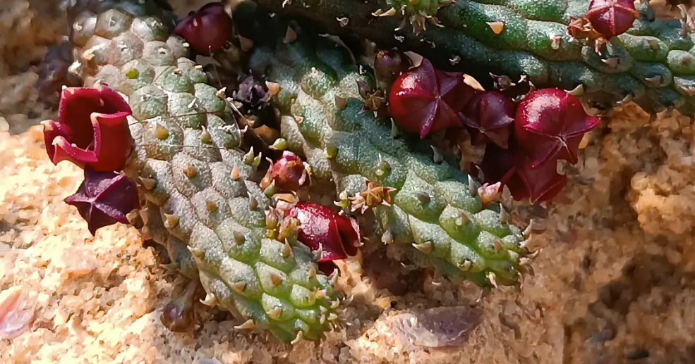 Echidnopsis archerii 5 Seeds