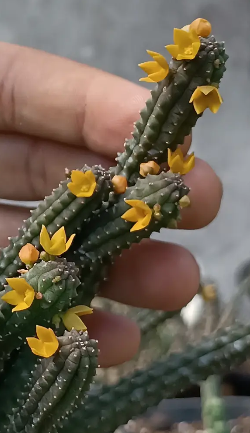 Echidnopsis cereiformis (yellow) 5 Seeds