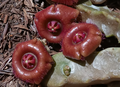 Duvaliandra dioscoridis 5 Seeds