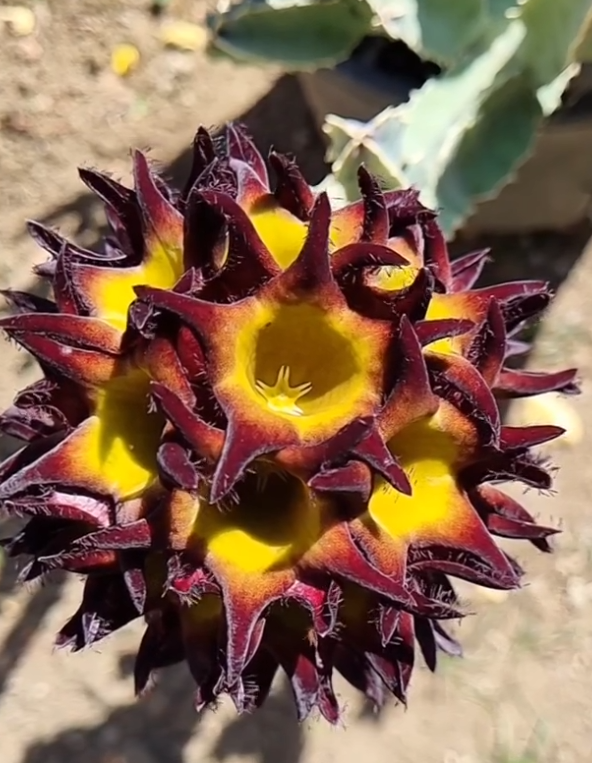 Caralluma speciosa aka Desmidorchis 5 Seeds