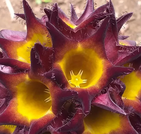 Caralluma speciosa aka Desmidorchis 5 Seeds