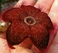 Edithcolea grandis (red form) 5 Seeds