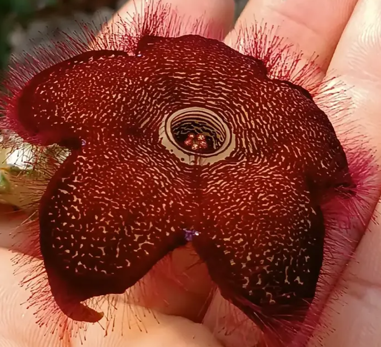Edithcolea grandis (red form) 5 Seeds