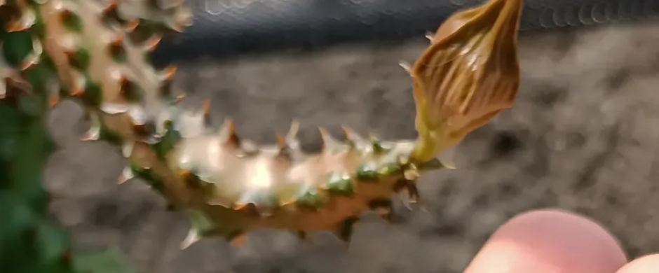 Edithcolea grandis (red form) 5 Seeds